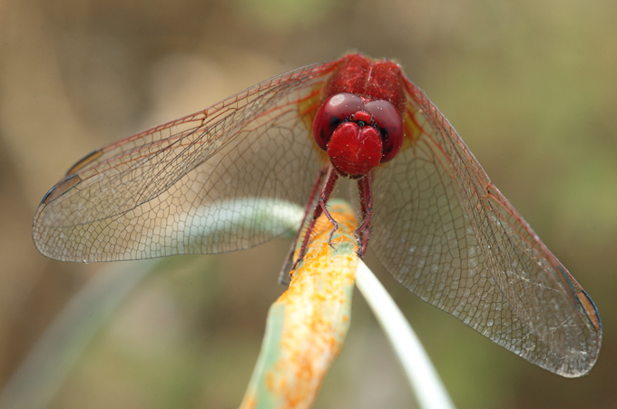 Crocothemis erytraea?